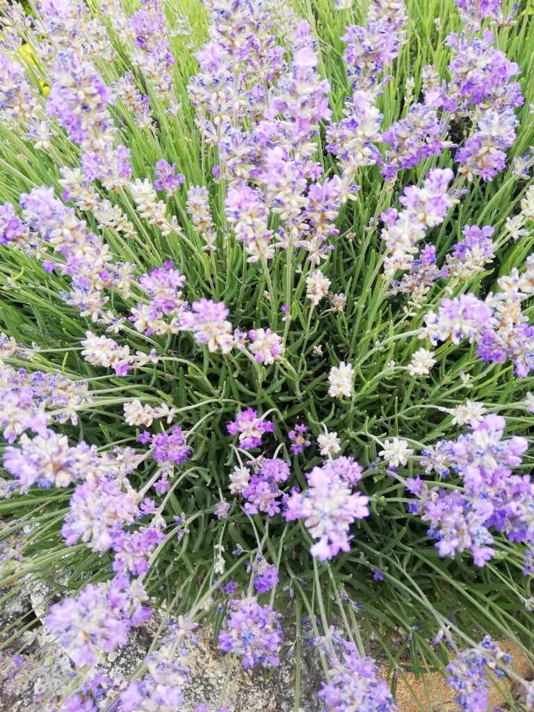 Monatsöl April 2023 Lavendel fein