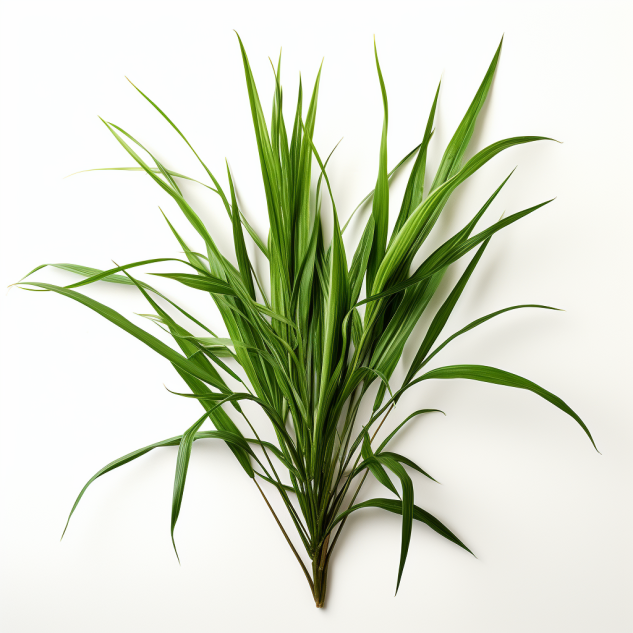 Monatsöl Mai 2023 Palmarosa (Cymbopogon martinii)
