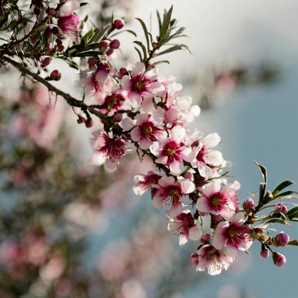 Monatsöl April 2024 Manuka