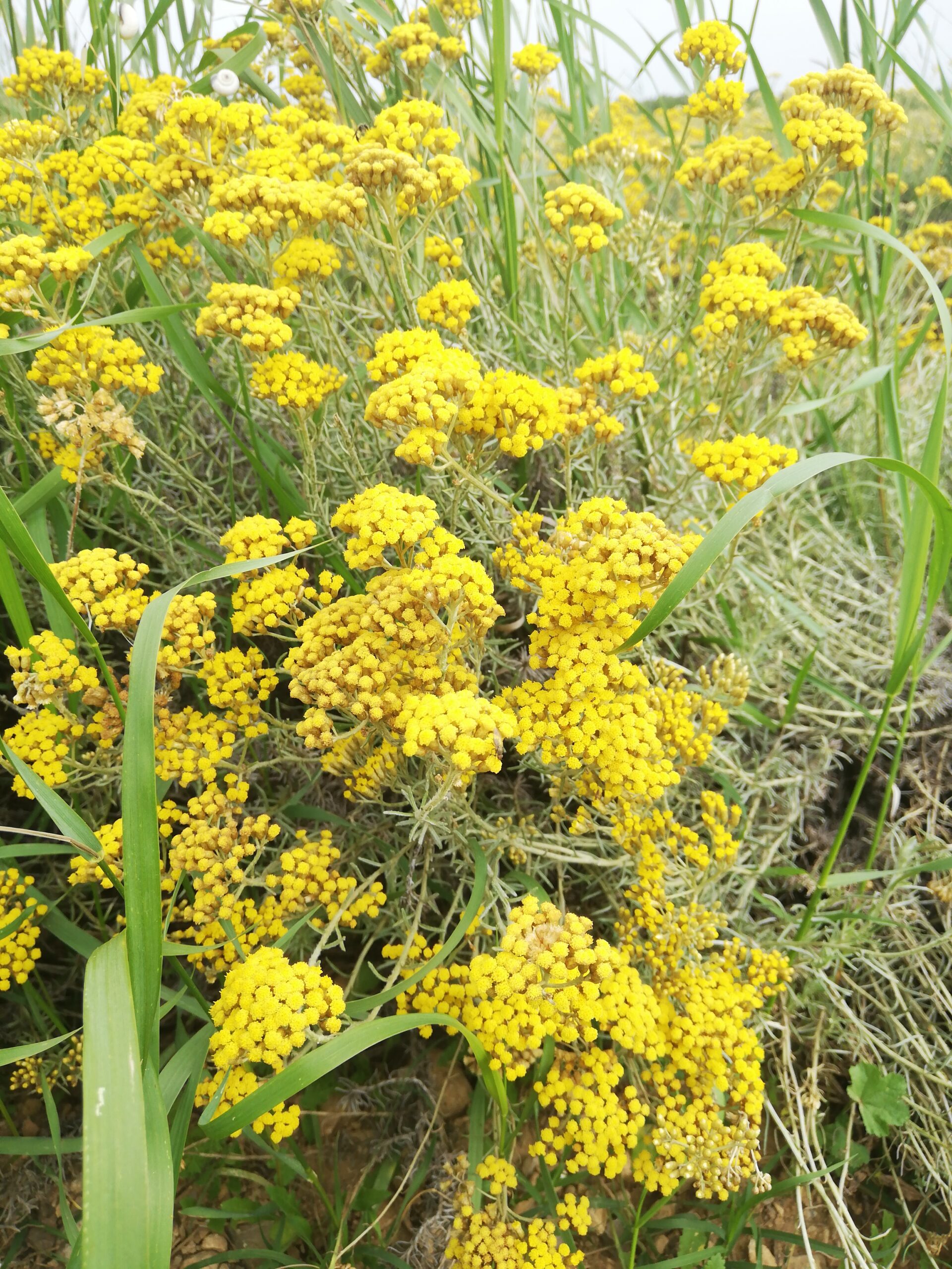 Monatsöl Juni 2025 Immortelle