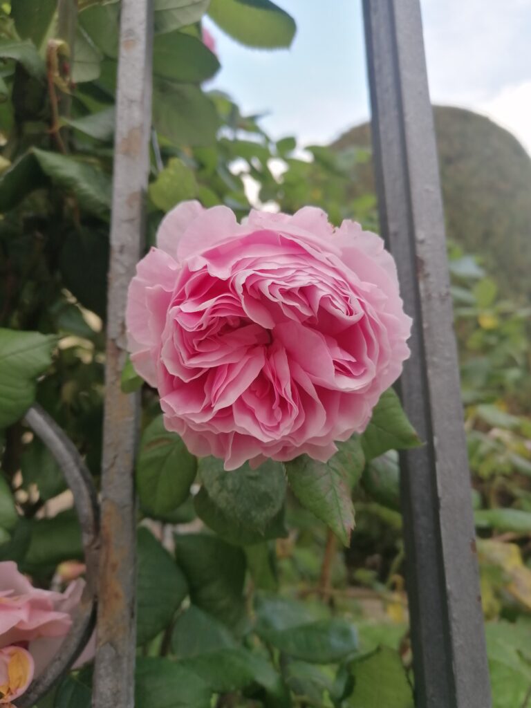 Rose, Rosenblüte, Rosa damascena, Aroma-Energie. Regina Preininger