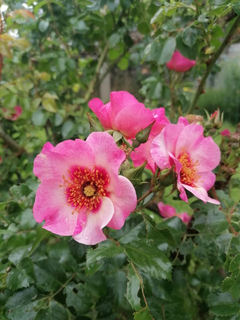 Rose, Rosenblüten, Rosa gallica, Aroma-Energie. Regina Preininger