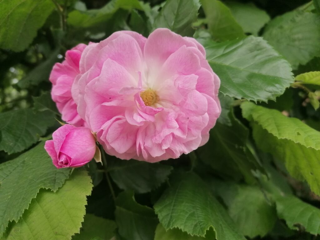Rose, Rosenblüte, Rosa centifolia, Aroma-Energie, Regina Preininger
