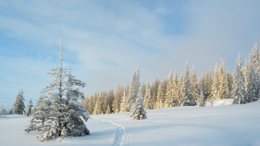 Koniferen - lichtvolle Wesen im Winterwald, Aroma-Energie, Bild von Bäumen in Schneelandschaft