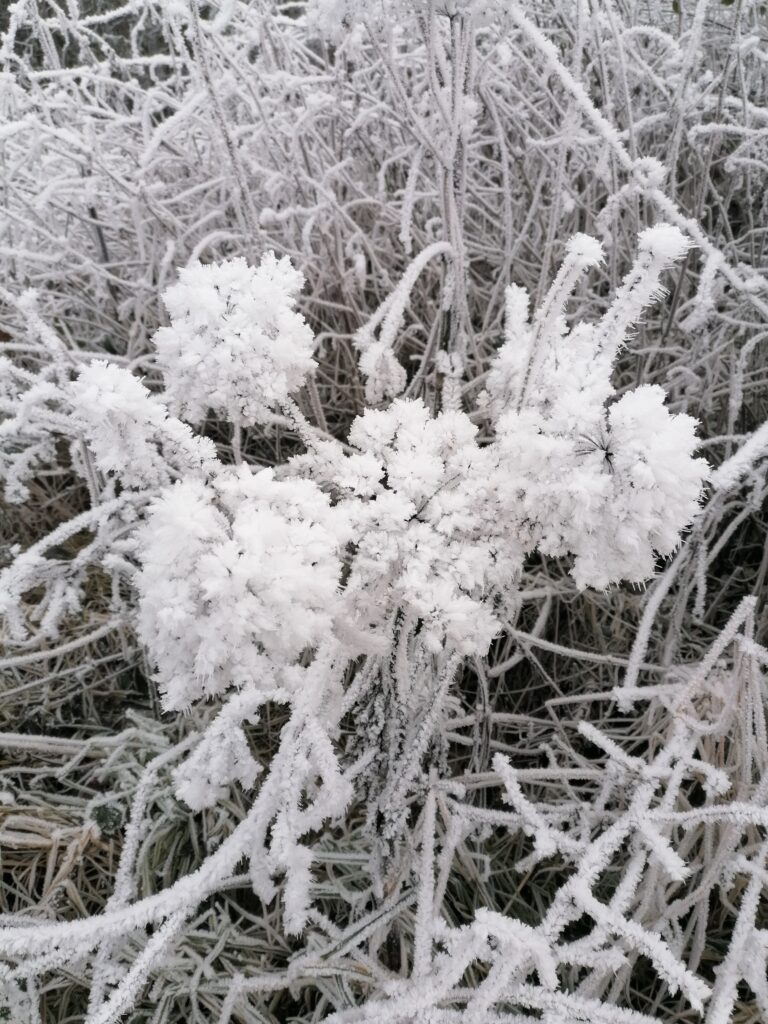 Winterwiese, Pflanz im Winter, Frost, Schnee, Wiese