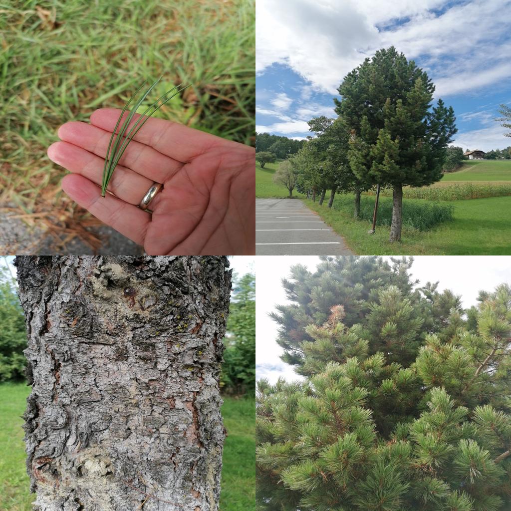 Zirbe, ein Baum, die Nadeln, die Rinde, Landschaftsbild mit Zirbe